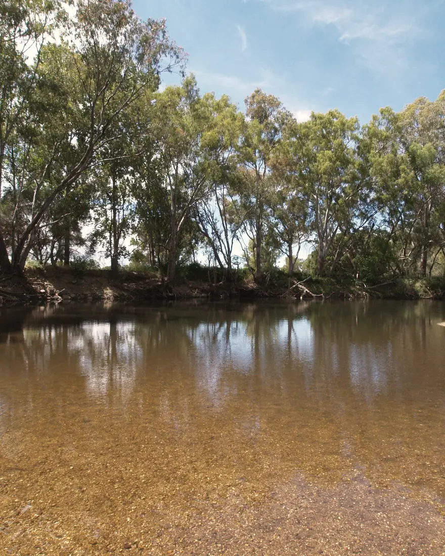 The Ovens River at Markwood, low water over a gravel bed with river red gums along the far bank.
